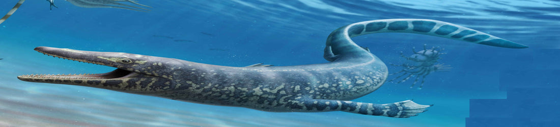 MOSASAUR Fossil Teeth