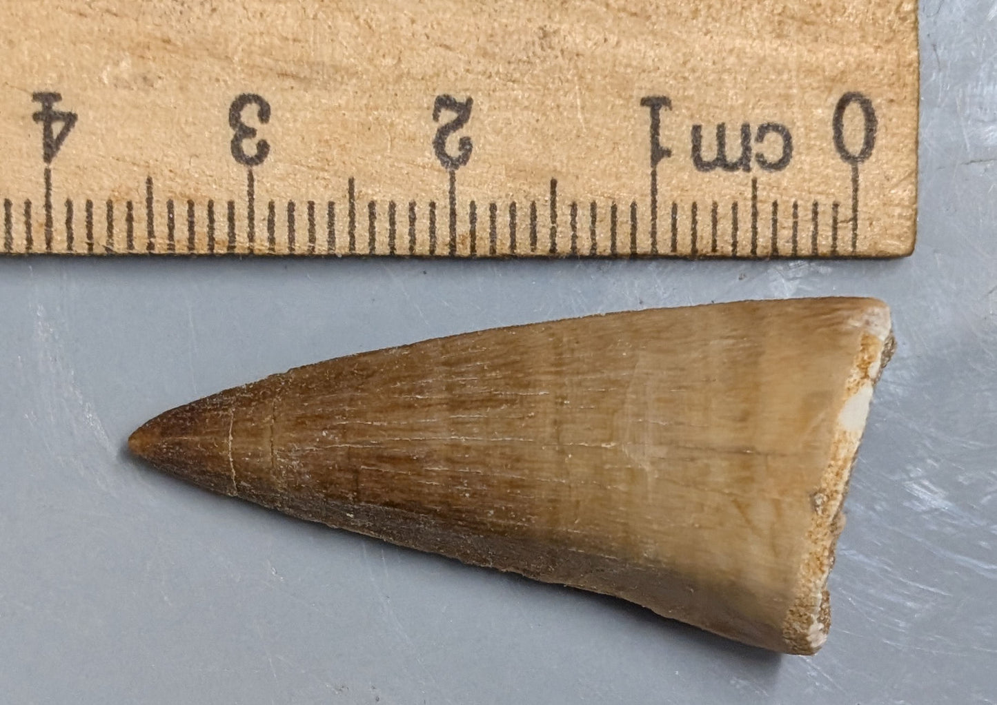 70 Million year old Late Cretaceous age Fossil MOSASAUR TOOTH