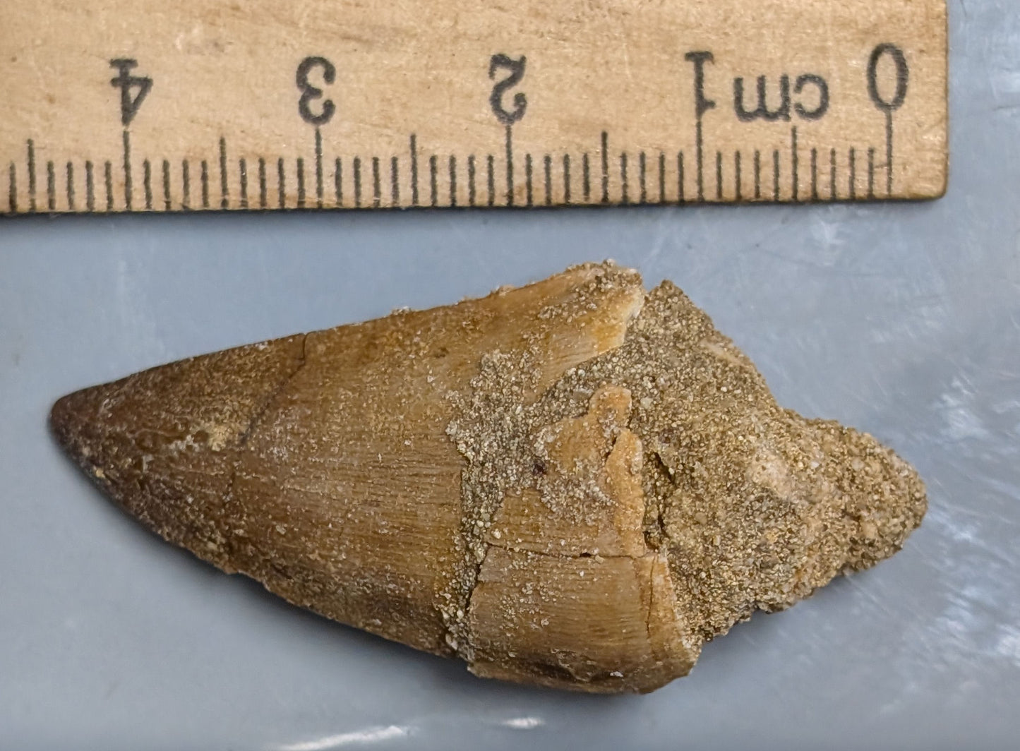 70 Million year old Late Cretaceous age Fossil MOSASAUR TOOTH