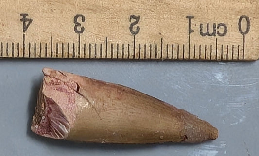 100 Million year old SPINOSAURUS DINOSAUR TOOTH Fossil From Morocco