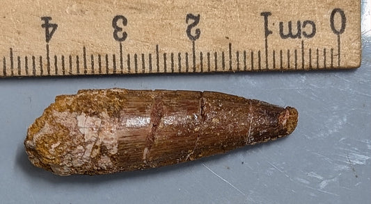 100 Million year old SPINOSAURUS DINOSAUR TOOTH Fossil From Morocco