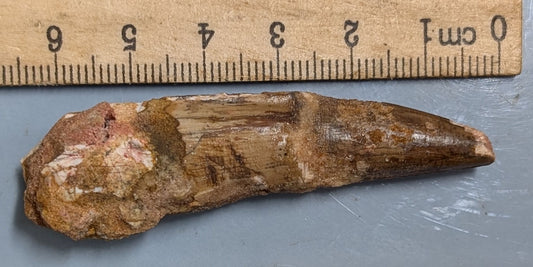 100 Million year old SPINOSAURUS DINOSAUR TOOTH Fossil From Morocco