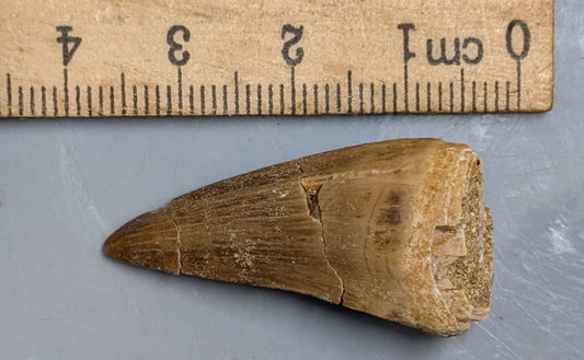 70 Million year old Late Cretaceous age Fossil MOSASAUR TOOTH