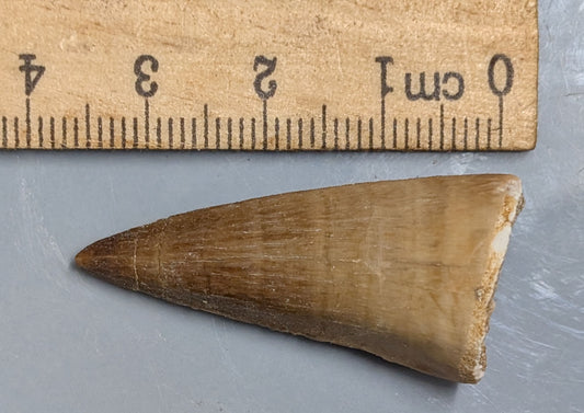 70 Million year old Late Cretaceous age Fossil MOSASAUR TOOTH