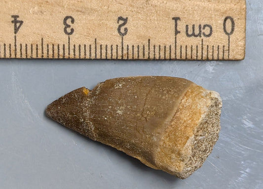 70 Million year old Late Cretaceous age Fossil MOSASAUR TOOTH