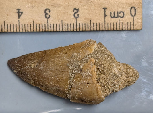70 Million year old Late Cretaceous age Fossil MOSASAUR TOOTH