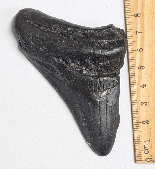 Fossil MEGALODON tooth - The Larghest Shark that ever lived.