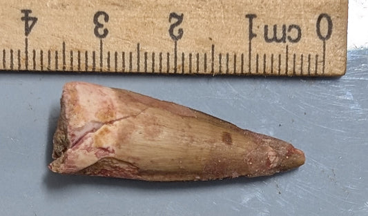 100 Million year old SPINOSAURUS DINOSAUR TOOTH Fossil From Morocco