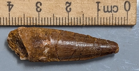 100 Million year old SPINOSAURUS DINOSAUR TOOTH Fossil From Morocco