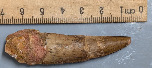 100 Million year old SPINOSAURUS DINOSAUR TOOTH Fossil From Morocco
