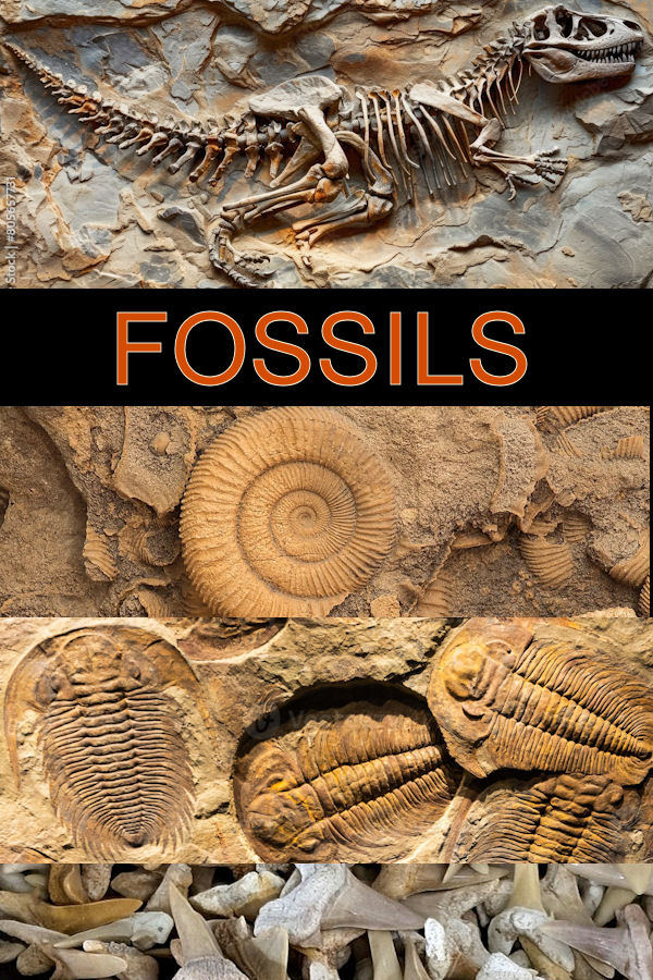 fossils images
