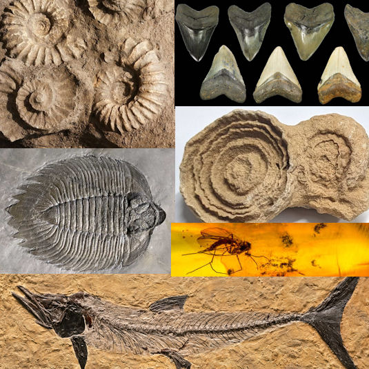 shopfossils