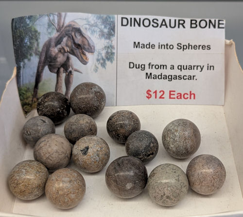 dino5