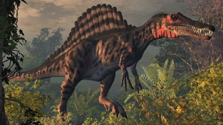 DINOSAUR FOSSILS