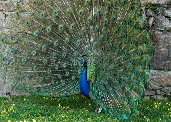 PEACOCK STONE PEACOCK STONE