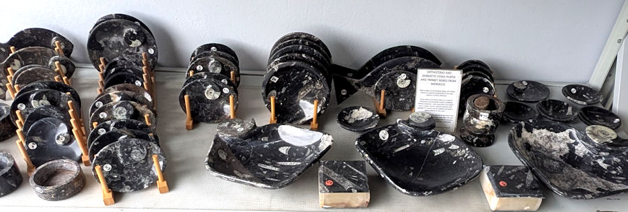 ORTHOCERAS FOSSILS FROM MOROCCO